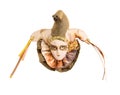 Face in a Venetian mask Royalty Free Stock Photo