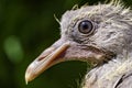 Face of a very young common wood pigeon Royalty Free Stock Photo