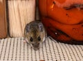 Face view of a wild gray house mouse, Mus musculus, in a kitchen cabinet with jars of food behind him. Royalty Free Stock Photo