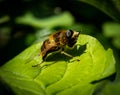 Face washing yellow tailed hoverfly in the garden Royalty Free Stock Photo