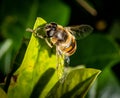 Face washing yellow tailed hoverfly in the garden Royalty Free Stock Photo