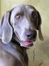 Face of a Weimaraner