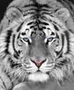 The face of a white beautiful tiger close-up Royalty Free Stock Photo