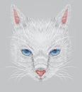 Face of a white cat with expressive blue eyes