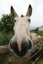 face of a white donkey photographed with a fisheye lens Royalty Free Stock Photo