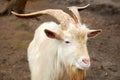 The face of a white goat. Farming, animal breeding concept