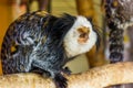 The face of a white headed marmoset in closeup, a tropical monkey from brazil, popular zoo animals