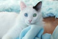 Close up of a beautiful odd eyed cat Royalty Free Stock Photo