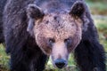 Face of a wild male brown bear