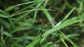 The face of a Needham\'s Skimmer dragonfly perched on the tip of a vertical grass leaf Royalty Free Stock Photo