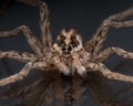 Face of a Wolf Spider Royalty Free Stock Photo