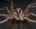 Face of a Wolf Spider