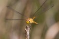 Face of Yellow Dragonfly