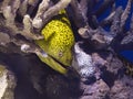 Honeycomb Moray eel