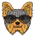 Face of yorkie in sunglasses