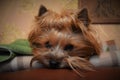 Face of Yorkshire Terrier