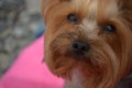 Face of Yorkshire Terrier