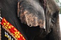 Face of young Asian elephant . Close up of colorful painted elephant head Royalty Free Stock Photo