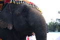 Face of young Asian elephant . Close up of colorful painted elephant head Royalty Free Stock Photo