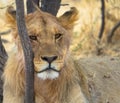 The face of a young lion in close-up Royalty Free Stock Photo