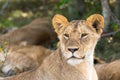 The face of a young lioness in close-up Royalty Free Stock Photo