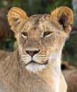 The face of a young lioness in close-up Royalty Free Stock Photo