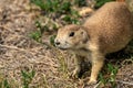 Face of Young Prairie Dog In Prairie Dog Town Royalty Free Stock Photo