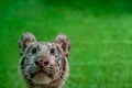 Face of Young white tiger Royalty Free Stock Photo