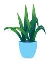 Beautiful houseplant for interior decoration in home, office or cooperate.