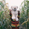 Faceless portrait of small kid with his friend toy taddy bear exploring nature together, playing in autumn corn field