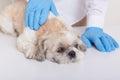 Faceless veterinarian examining pekinese dog in clinic, domestic animal suffering from unknown disease being examined by vet, Royalty Free Stock Photo