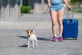 A faceless woman in shorts and sneakers is walking with luggage in hands and a puppy Jack Russell Terrier on a leash Royalty Free Stock Photo