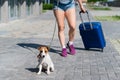 A faceless woman in shorts and sneakers is walking with luggage in hands and a puppy Jack Russell Terrier on a leash Royalty Free Stock Photo