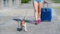 A faceless woman in shorts and sneakers is walking with luggage in hands and a puppy Jack Russell Terrier on a leash Royalty Free Stock Photo