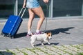 A faceless woman in shorts and sneakers is walking with luggage in hands and a puppy Jack Russell Terrier on a leash Royalty Free Stock Photo