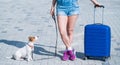 A faceless woman in shorts and sneakers is walking with luggage in hands and a puppy Jack Russell Terrier on a leash Royalty Free Stock Photo