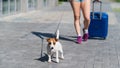 A faceless woman in shorts and sneakers is walking with luggage in hands and a puppy Jack Russell Terrier on a leash Royalty Free Stock Photo