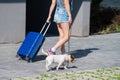 A faceless woman in shorts and sneakers is walking with luggage in hands and a puppy Jack Russell Terrier on a leash Royalty Free Stock Photo