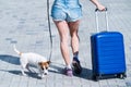 A faceless woman in shorts and sneakers is walking with luggage in hands and a puppy Jack Russell Terrier on a leash Royalty Free Stock Photo