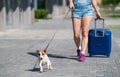 A faceless woman in shorts and sneakers is walking with luggage in hands and a puppy Jack Russell Terrier on a leash Royalty Free Stock Photo