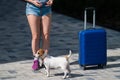 A faceless woman in shorts and sneakers is walking with luggage in hands and a puppy Jack Russell Terrier on a leash Royalty Free Stock Photo