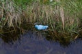 Facemask floating in water Royalty Free Stock Photo