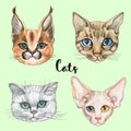 Faces of cats of different breeds. Set. Vector. Watercolor