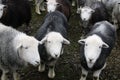 Faces of herdwick sheep in sheep pen Royalty Free Stock Photo