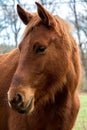 Faces and looks of brown horses and pigmented with white.