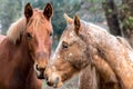 Faces and looks of brown horses and pigmented with white.