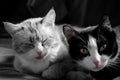 Faces of two cats Royalty Free Stock Photo