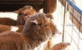 Faces of wooly sheep looking out of pen into sunshine