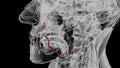The facial artery is a branch of the external carotid artery that supplies structures of the superficial face