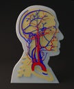 Facial artery and veins circulatory system, section head